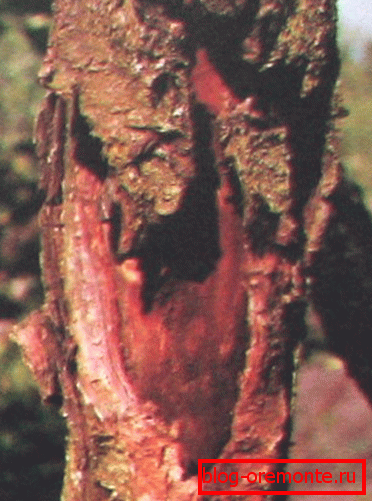 Maladie des arbres Maladie des arbres