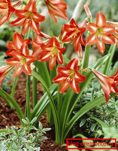 Hippeastrum