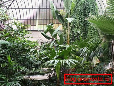 Toit en verre dans le jardin d'hiver