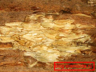 Suppression d'un site infecté par un champignon Suppression d'un site infecté par un champignon