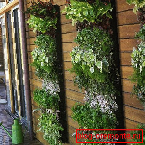 Plantes verticales